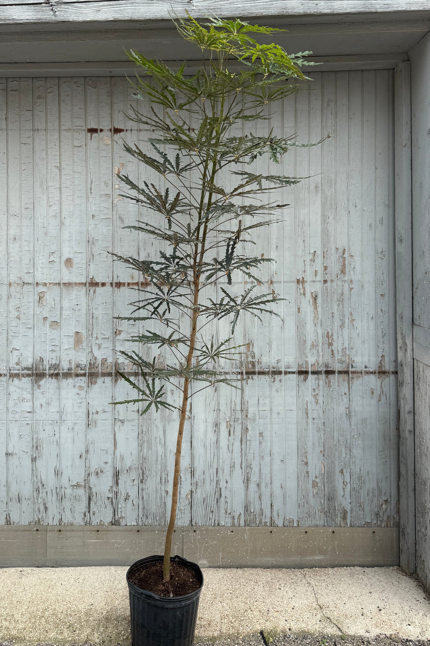 A tall potted Schefflera elegantissima 12" standard form with slender brown trunks and delicate green leaves, standing in a black nursery pot against a weathered white wooden garage door. ©Sprout Homr