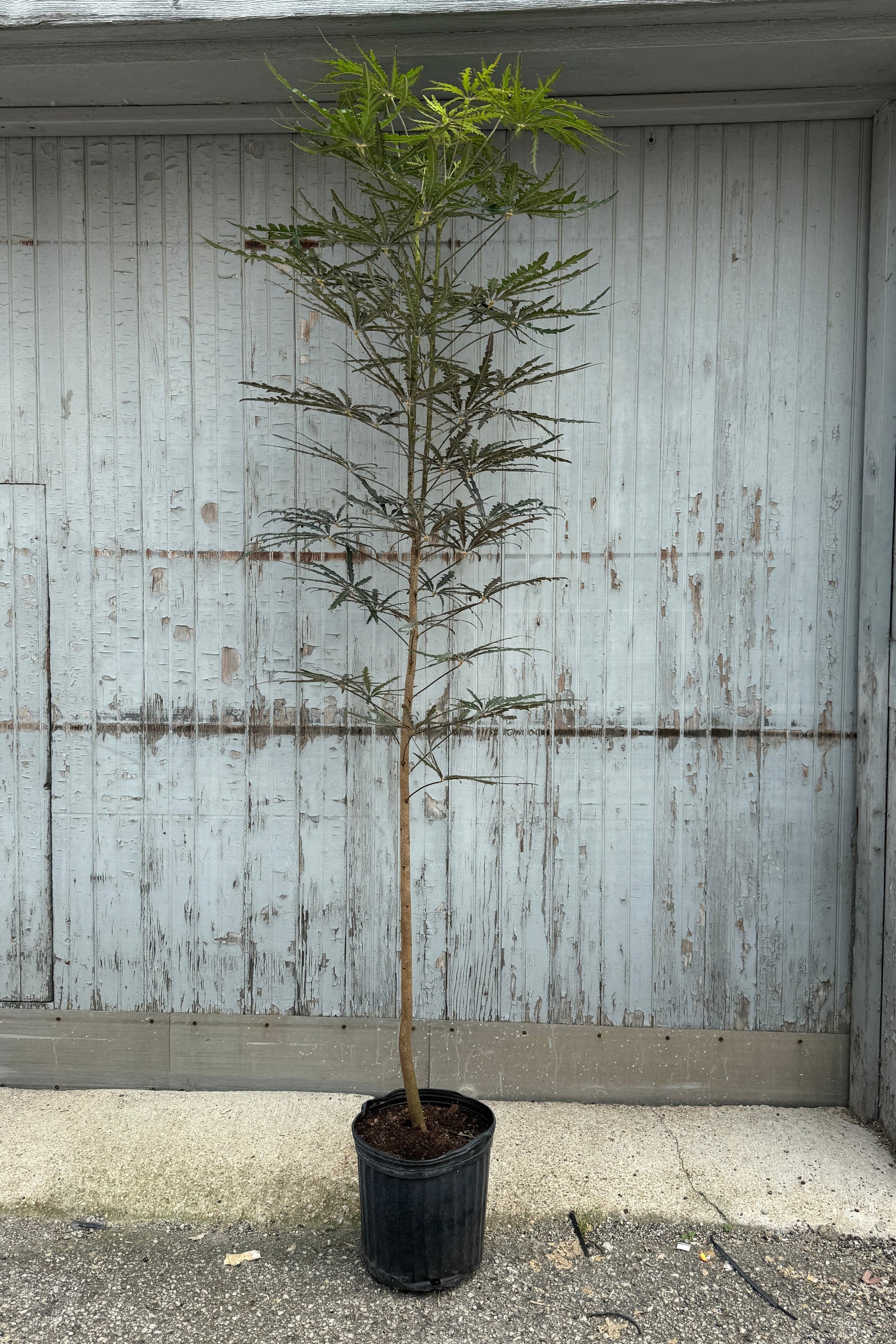 A tall, slender Schefflera elegantissima 12" standard form with delicate green and brown leaves, standing in a black nursery pot against a weathered, light gray corrugated metal wall. ©Sprout Home