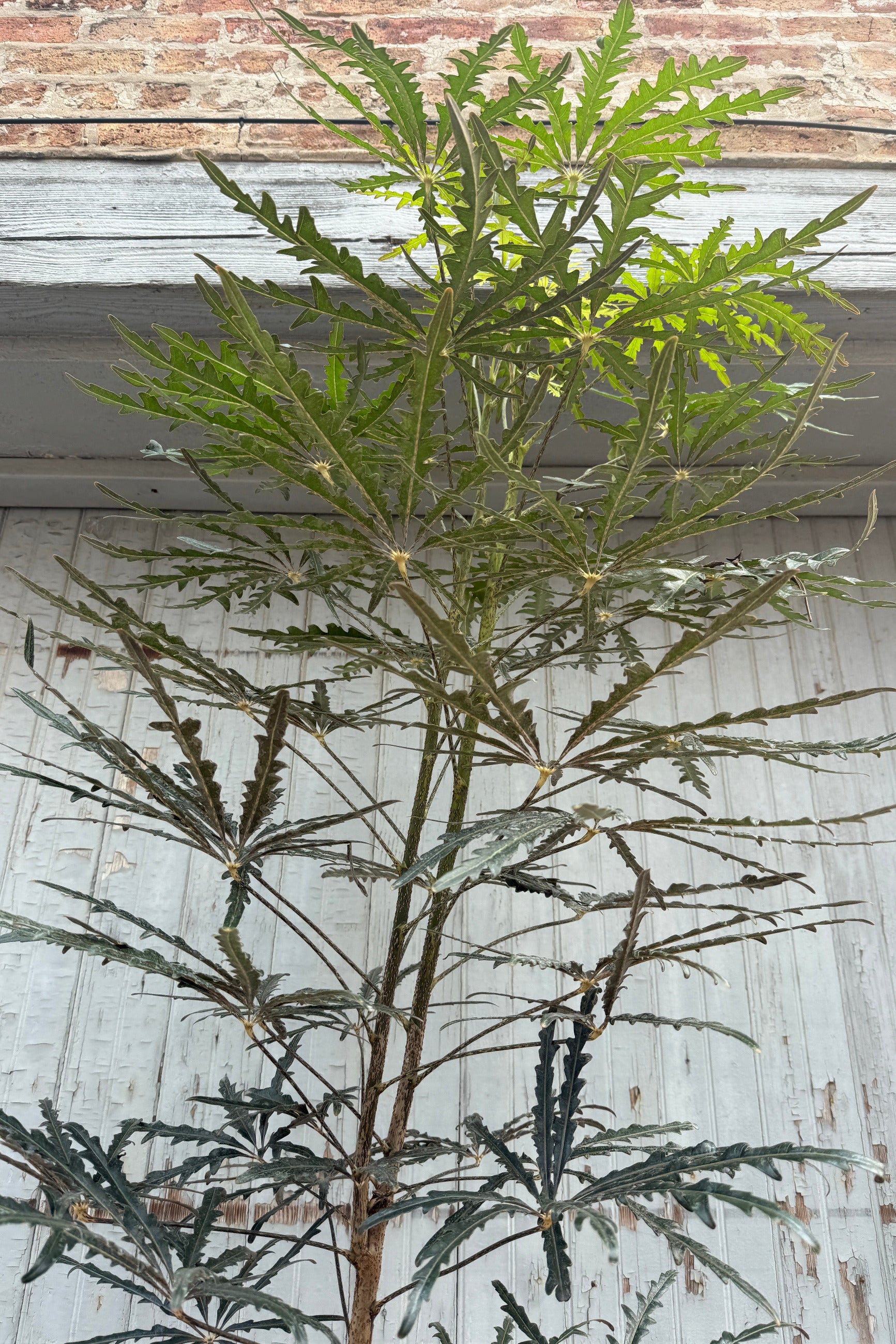 A tall, leafy Schefflera elegantissima green plant with deeply lobed palmate leaves, photographed outdoors against a weathered white wooden wall and brick ledge. ©Sprout Home
