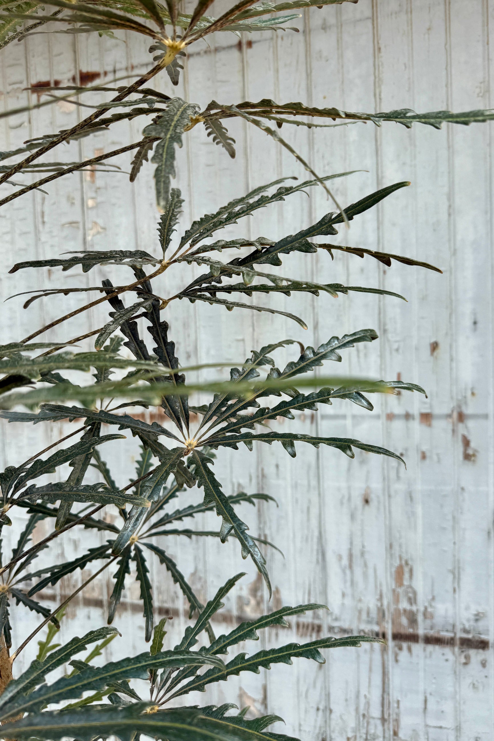 A close-up of a Schefflera elegantissima plant with deeply lobed, serrated green leaves in front of a weathered white wooden wall. ©Sprout Home