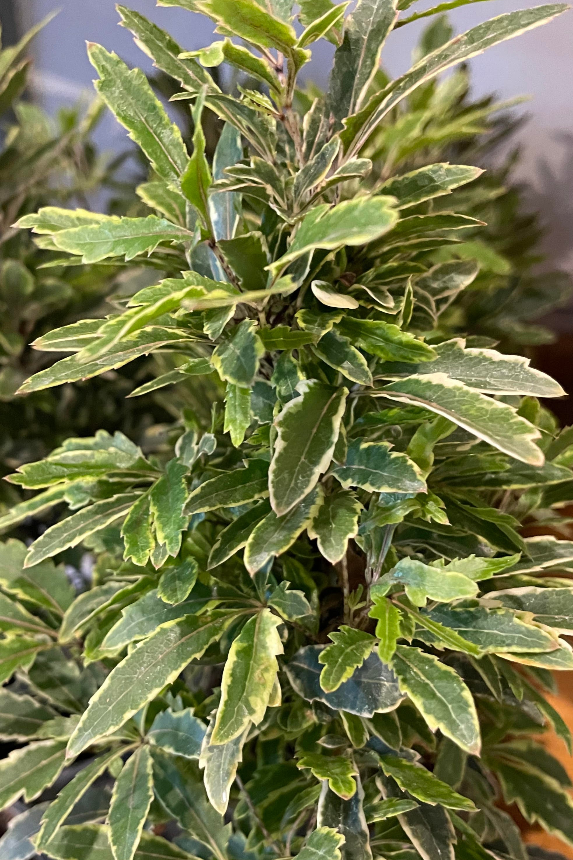 Schefflera elegantissima 4"