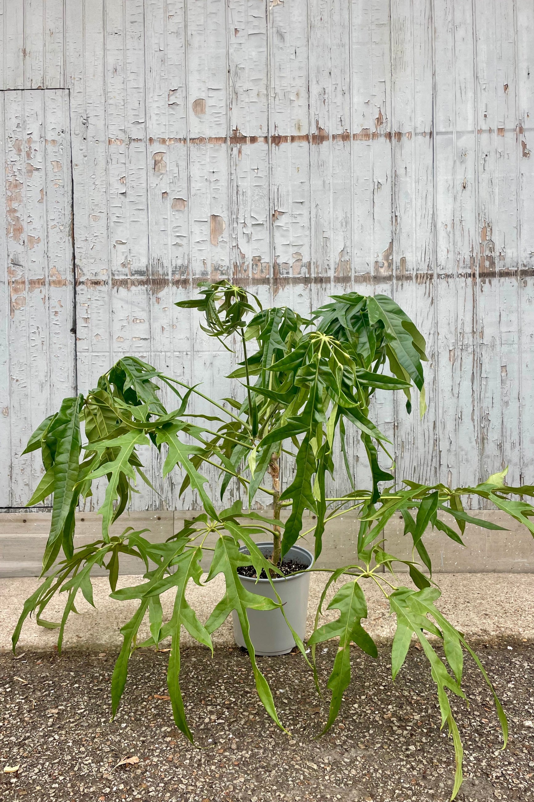 A potted plant with uniquely dissect leaves in front of a wooden wall ©Sprout Home