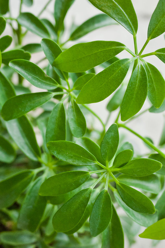 Close-up of Schefflera arboricola green leaves with a blurred background ©Sprout Home
