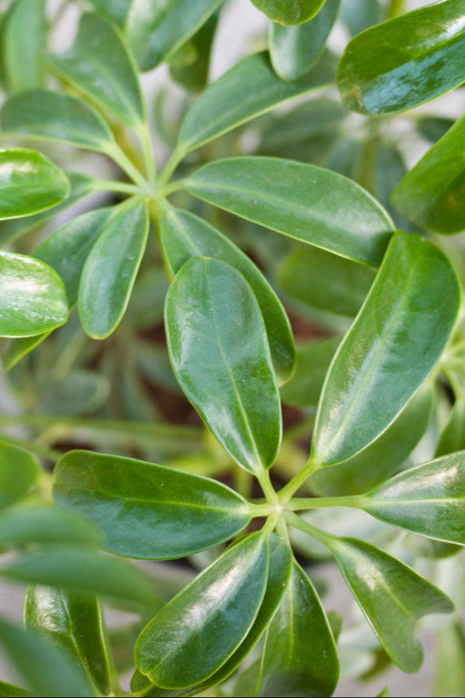 Close-up of Schefflera arboricola green leaves with a blurred background ©Sprout Home