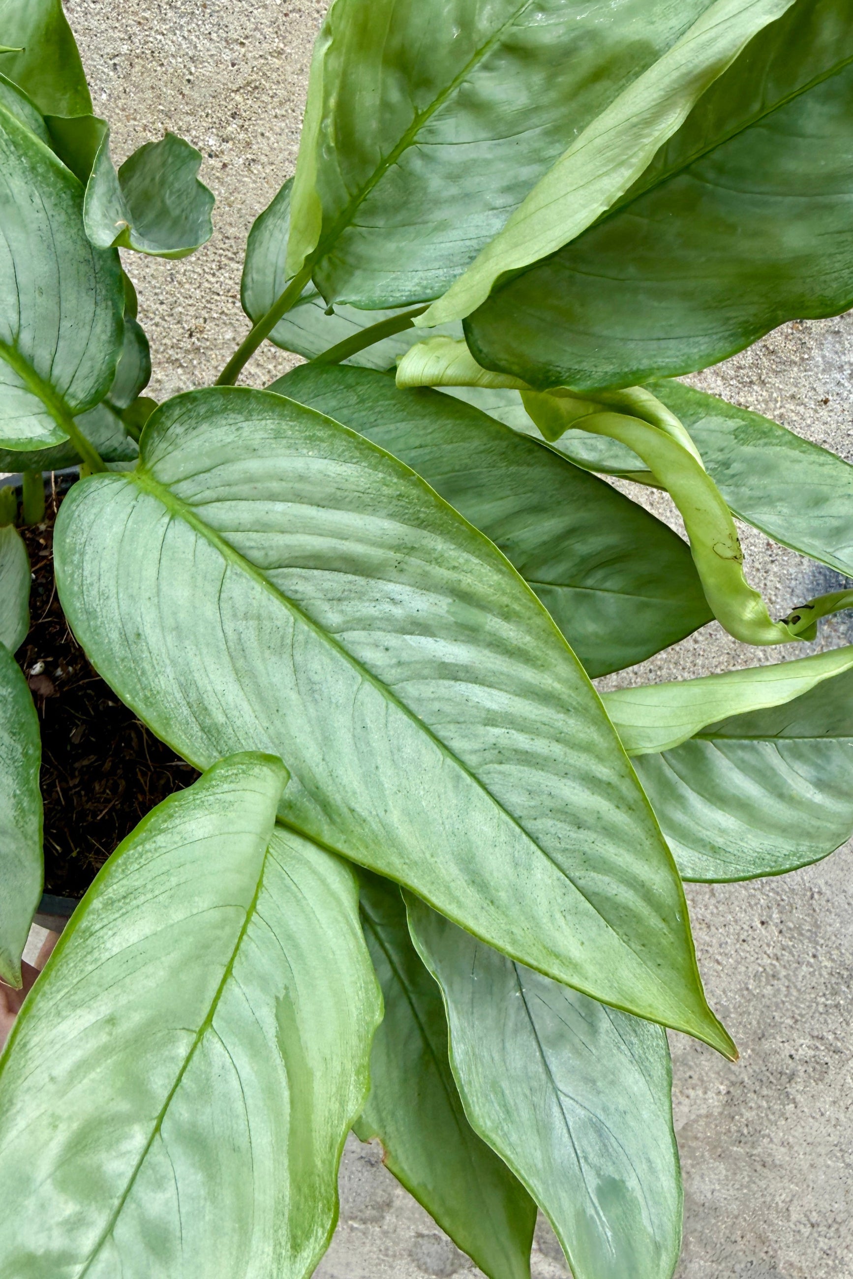Schismatoglottis 'Borneo Silver' leaves up close ©Sprout Home