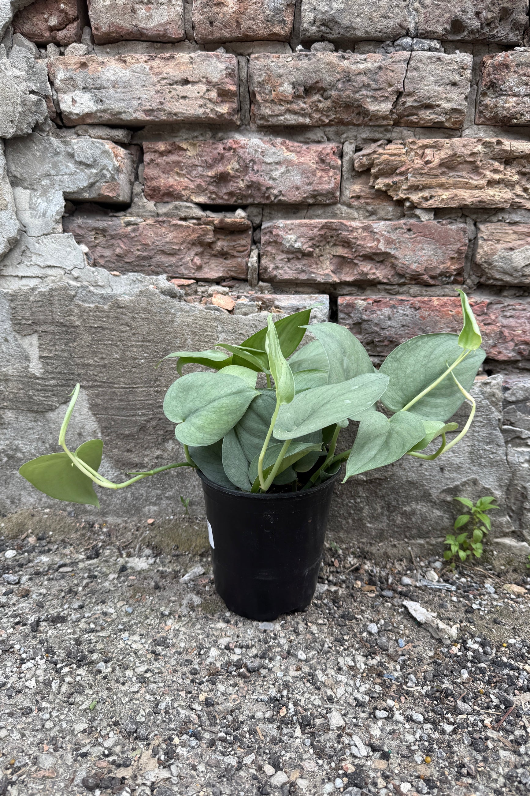 Scindapsus pictus 'Java Platinum' plant in a 6" growers pot on a concrete surface with a stone wall background ©Sprout Home