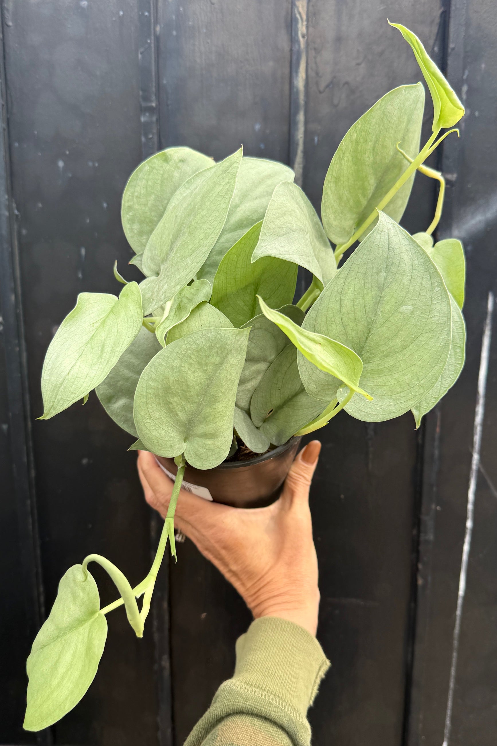 Person holding a Scindapsus pictus 'Java Platinum' potted plant against a dark background ©Sprout Home