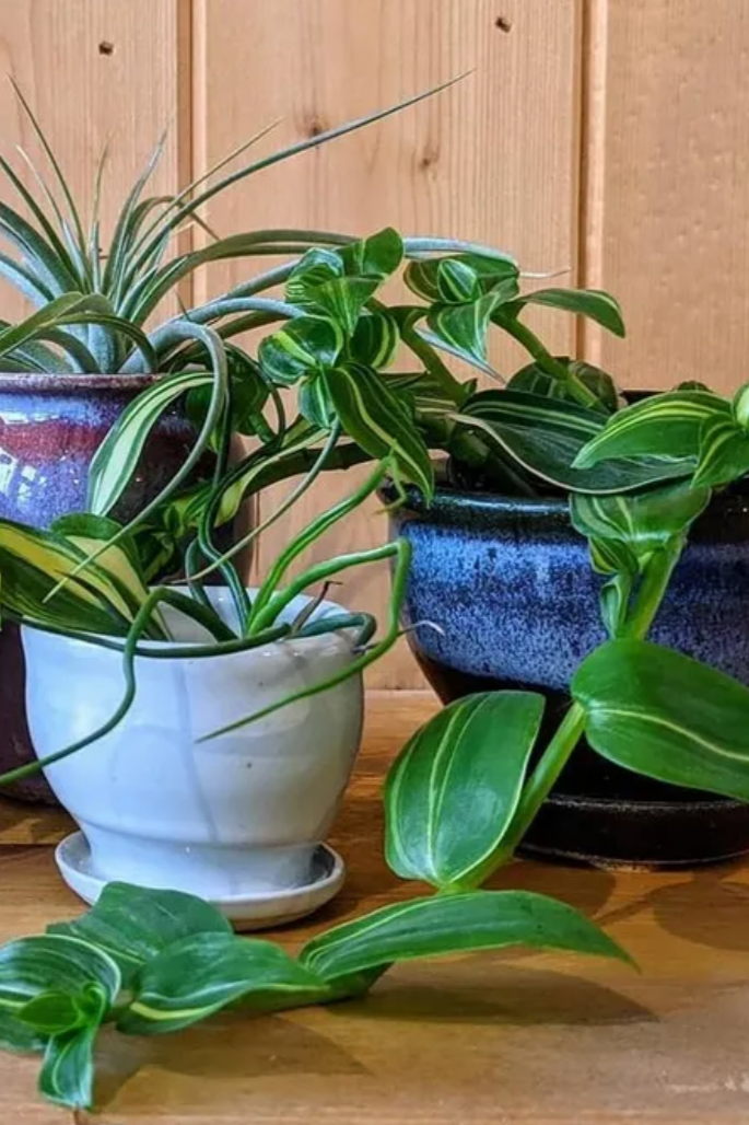 Various Bruning Pottery Pots with plants against a wood wall. ©Bruning Pottery