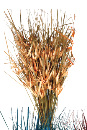 Capin Stella Peach Color Preserved Bunch on a white background ©Floribunda