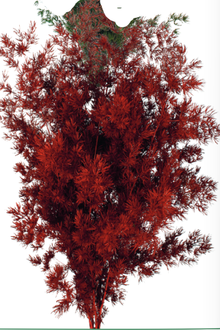 Asparagus Ming Burgundy Color Preserved Bunch ©Florbunda