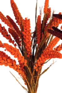 Setaria Italica Orange Color Preserved Bunch ©Floribunda