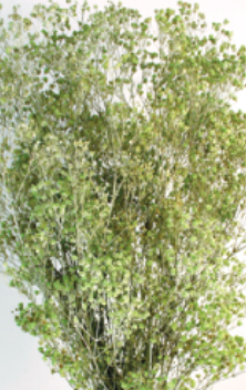 Gypsophila Paniculata Dusty Light Green Color Preserved ©Floribunda
