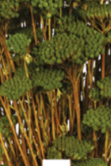 Achillea Silvestre Olive Color Preserved Bunch ©Floribunda