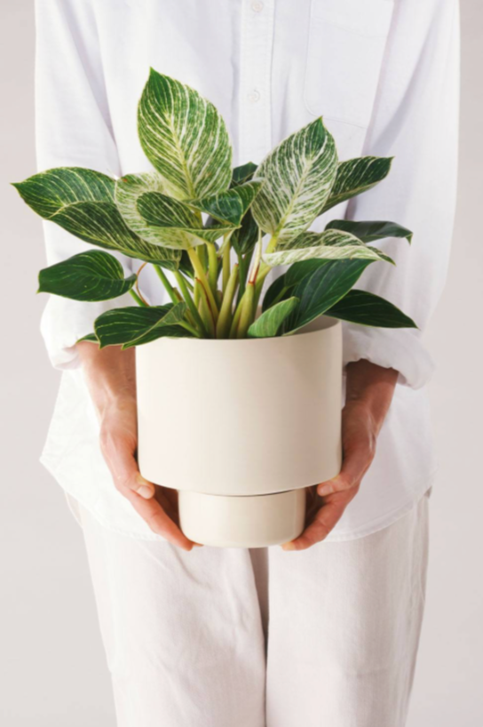 A figure in white holding a Clay colored Angus & Celeste Collectors Pot with a plant in it.