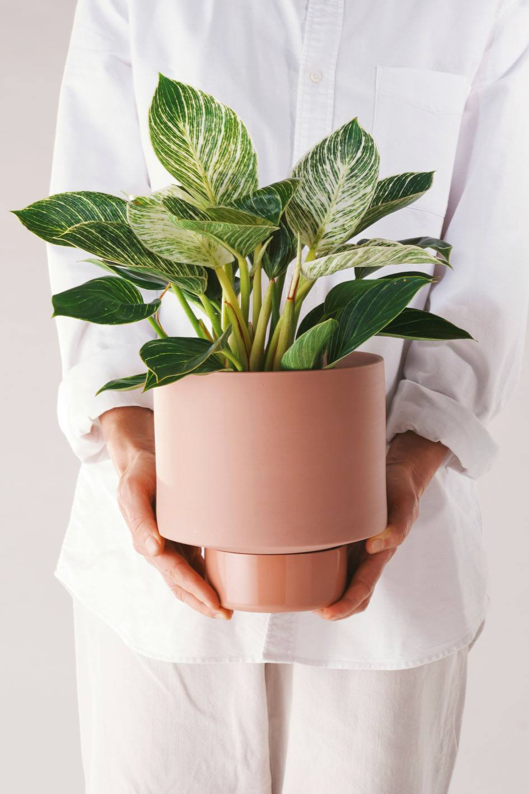A figure in white holding an Ochre colored Collectors Gro Pot by Angus & Celeste with a plant in it.