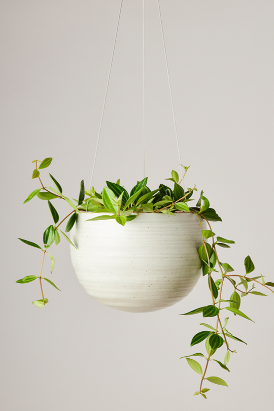 Spherical Hanging Planter
Creamy White Speckle
by Angus & Celeste hanging with a plant potted inside and trailing.