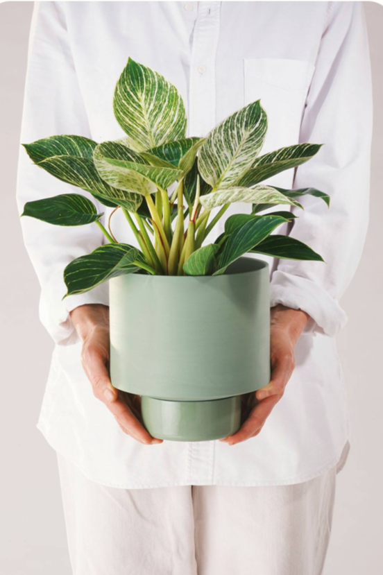 An Olive Green Collector's Gro pot being held in hand by a person wearing white and a potted with a plant.