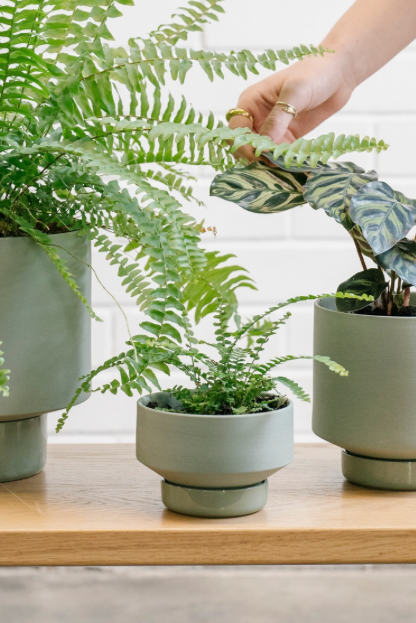 A collection of Olive Green Collector's Gro pots by Angus & Celeste, all potted, featuring the small size in the middle.