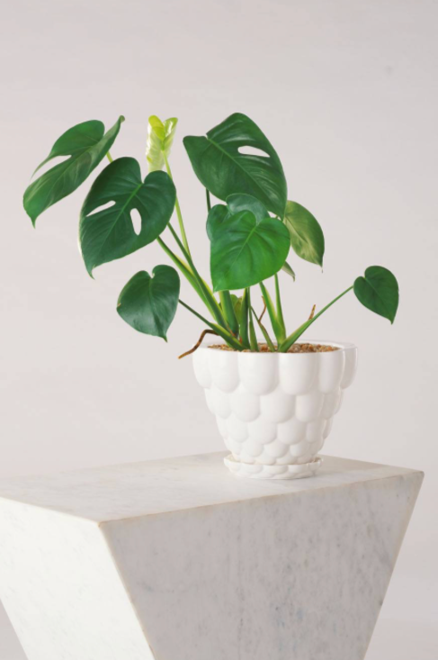 a white Jelly planter with a Mostera potted inside sitting on a white ledge.