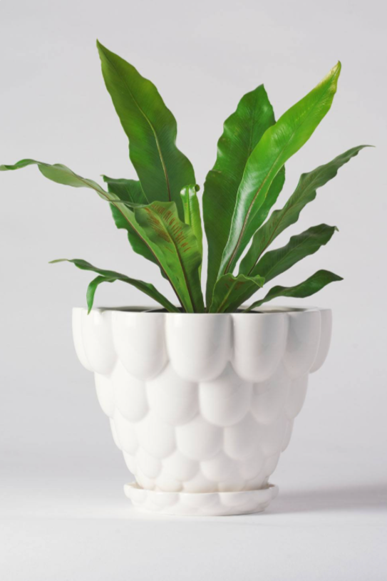 a white Jelly planter by Angus & Celeste planted with a fern against a white wall.