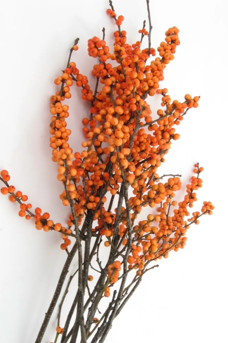 A group of Orange colored winterberry branches on a white background. ©Clesen Wholesale