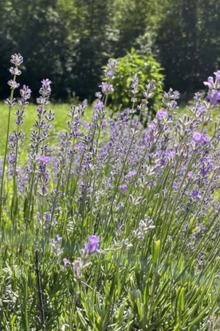 A field of Munstead lavender in bloom by Hudson Valley Seed Company ©Hudson Valley Seed Co.