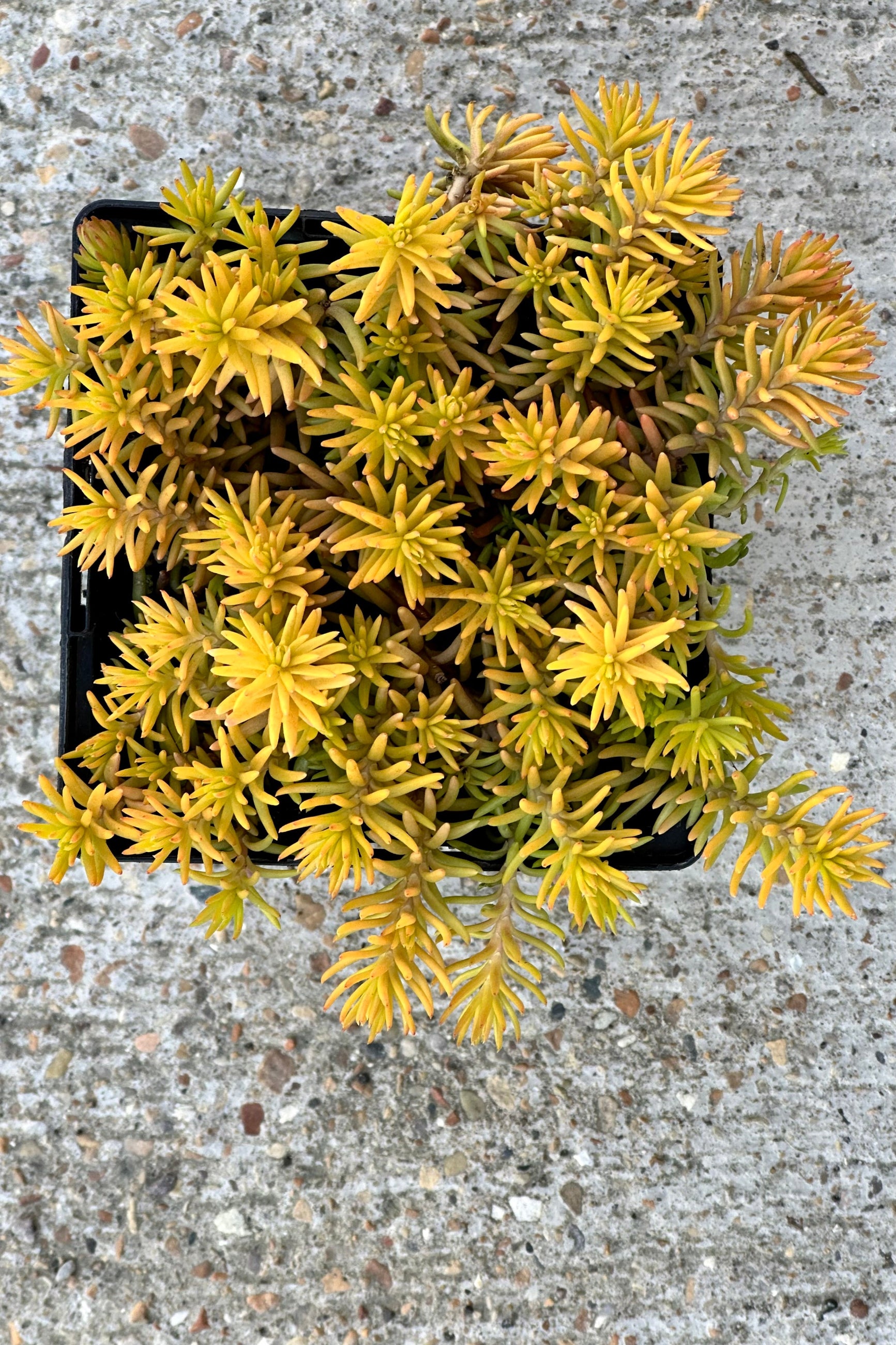 Sedum 'Angelina' perennial in the end of April shown from above with its needle like yellow foliage at Sprout Home.©Sprout Home