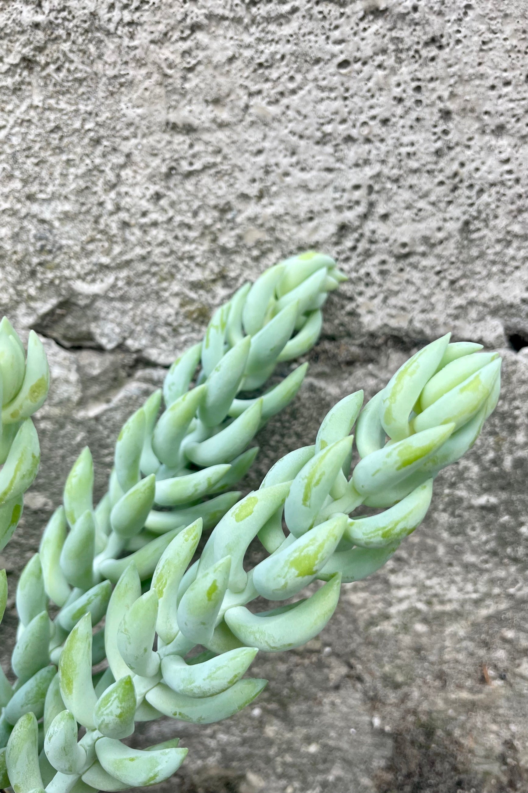 Close photo of blue leaves and stems of Sedum "burrito" succulent houseplant with a cement backdrop. ©Sprout Home