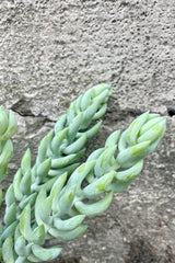 Close photo of blue leaves and stems of Sedum "burrito" succulent houseplant with a cement backdrop.