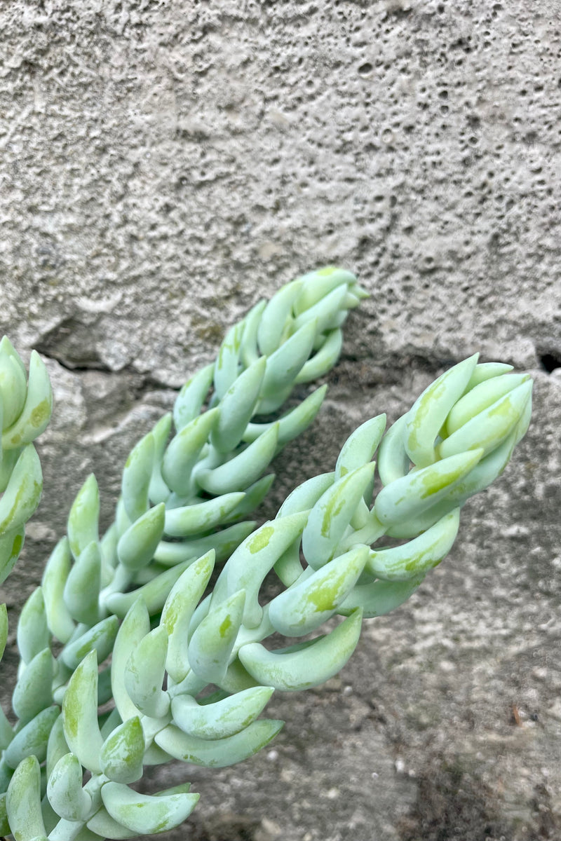 Close photo of blue leaves and stems of Sedum "burrito" succulent houseplant with a cement backdrop.