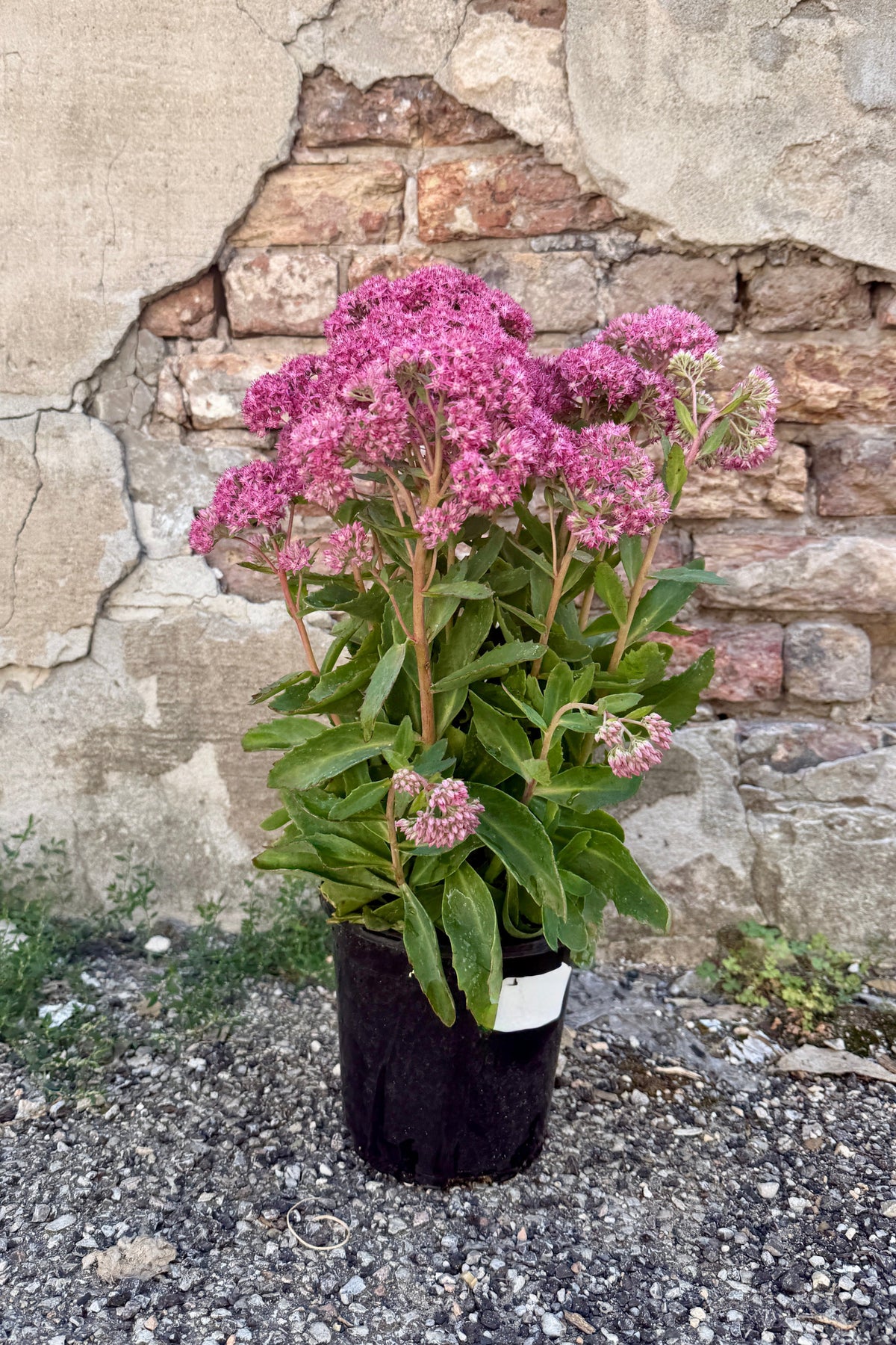 Sedum 'Carl' in a #1 growers pot the end of August in full bloom ©Sprout Home