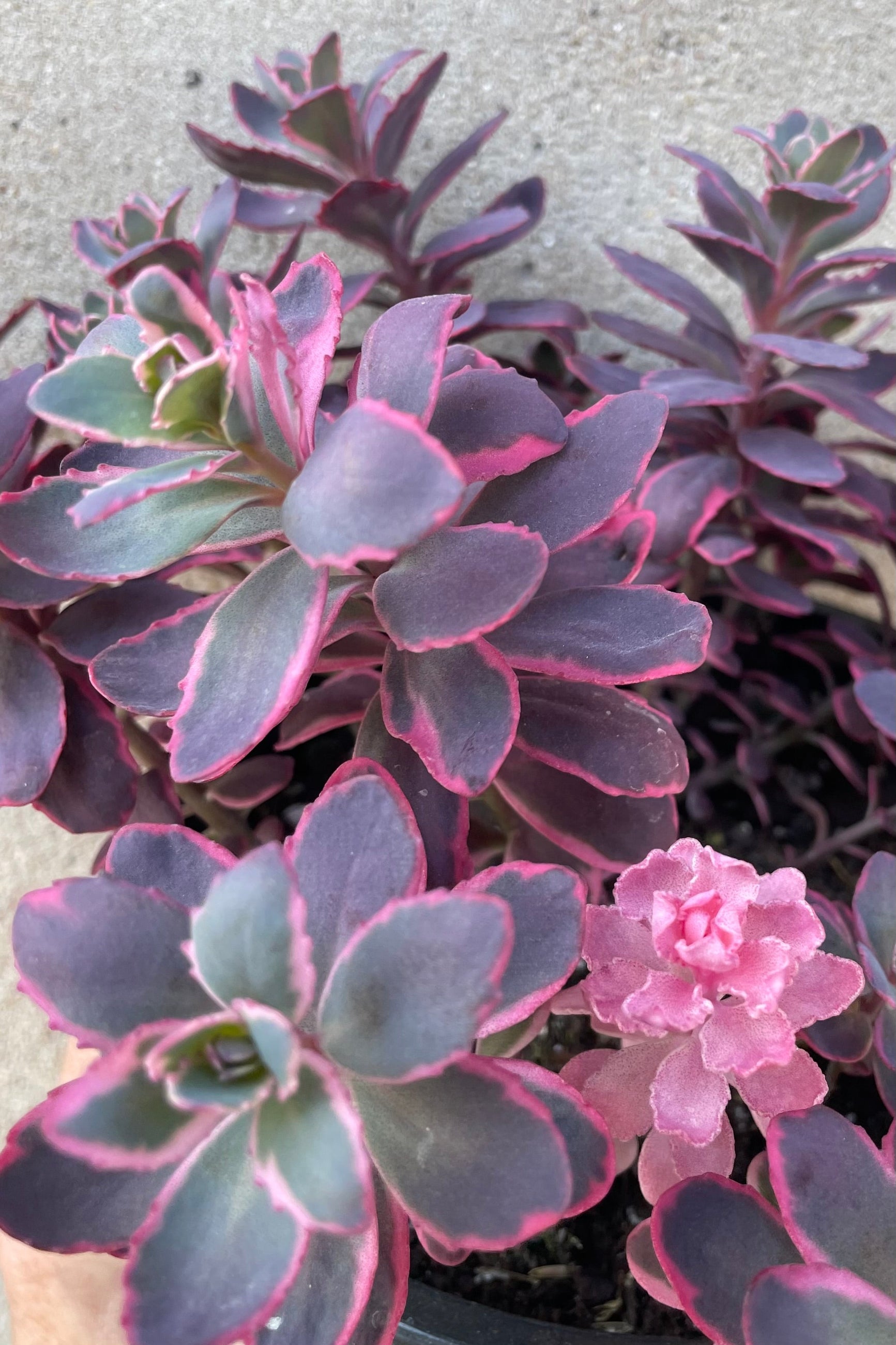 Sedum 'Dream Dazzler' up close showing the thick burgundy, fuchsia and gray green thick leaves middle of May ©Sprout Home
