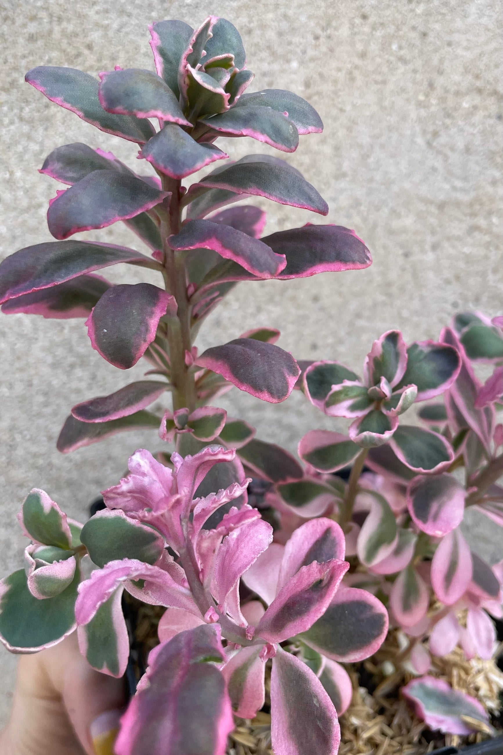 Detail picture of the thick magenta and pink leaves of Sedum 'Dream Dazzler' the middle of May. ©Sprout Home