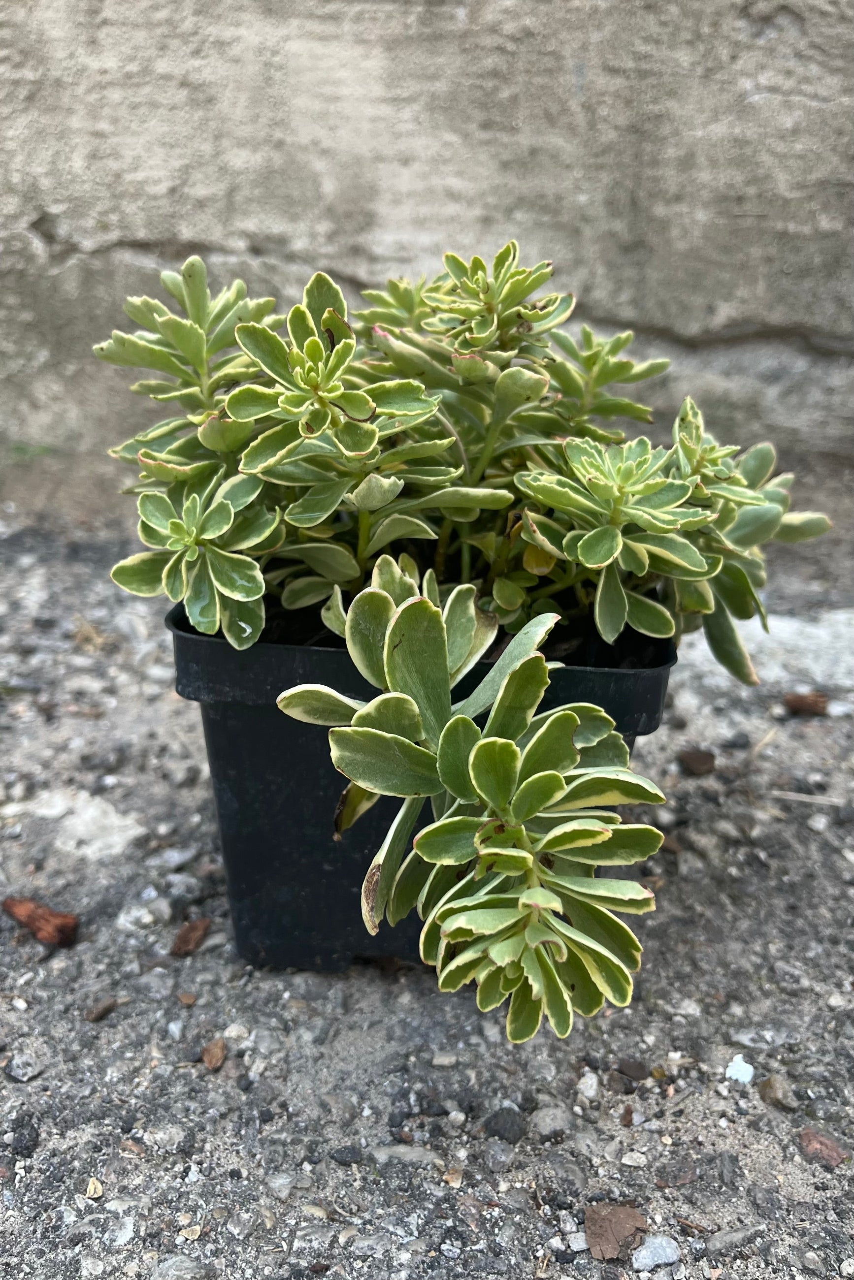 Image of Sedum kamtschaticum stonecrop in a 1qt growers pot, showing rich green variegated foliage in midsummer, early August ©Sprout Home