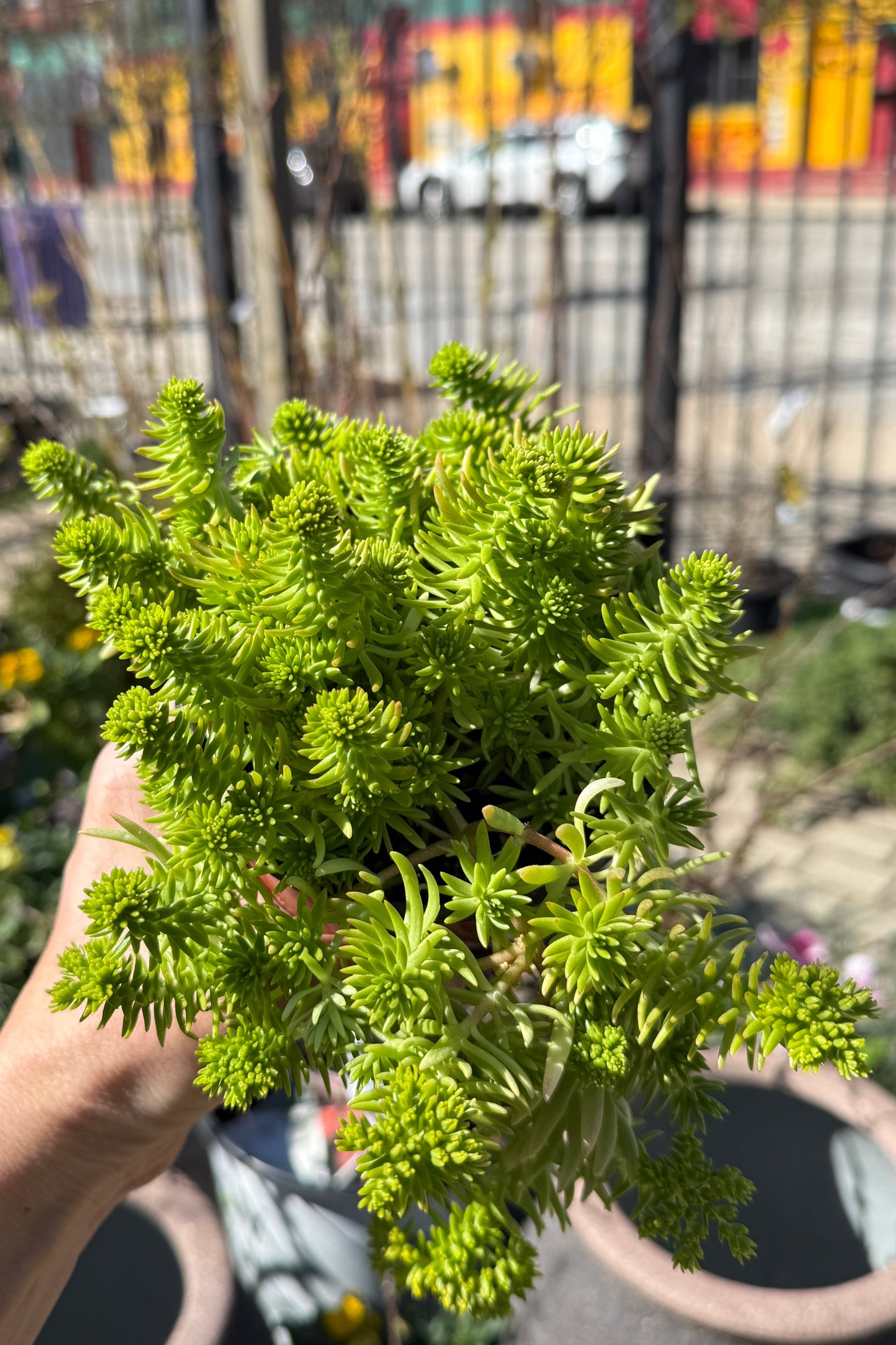 Person holding a small Sedum 'Lemon Ball' green plant with a blurred background ©Sprout Home
