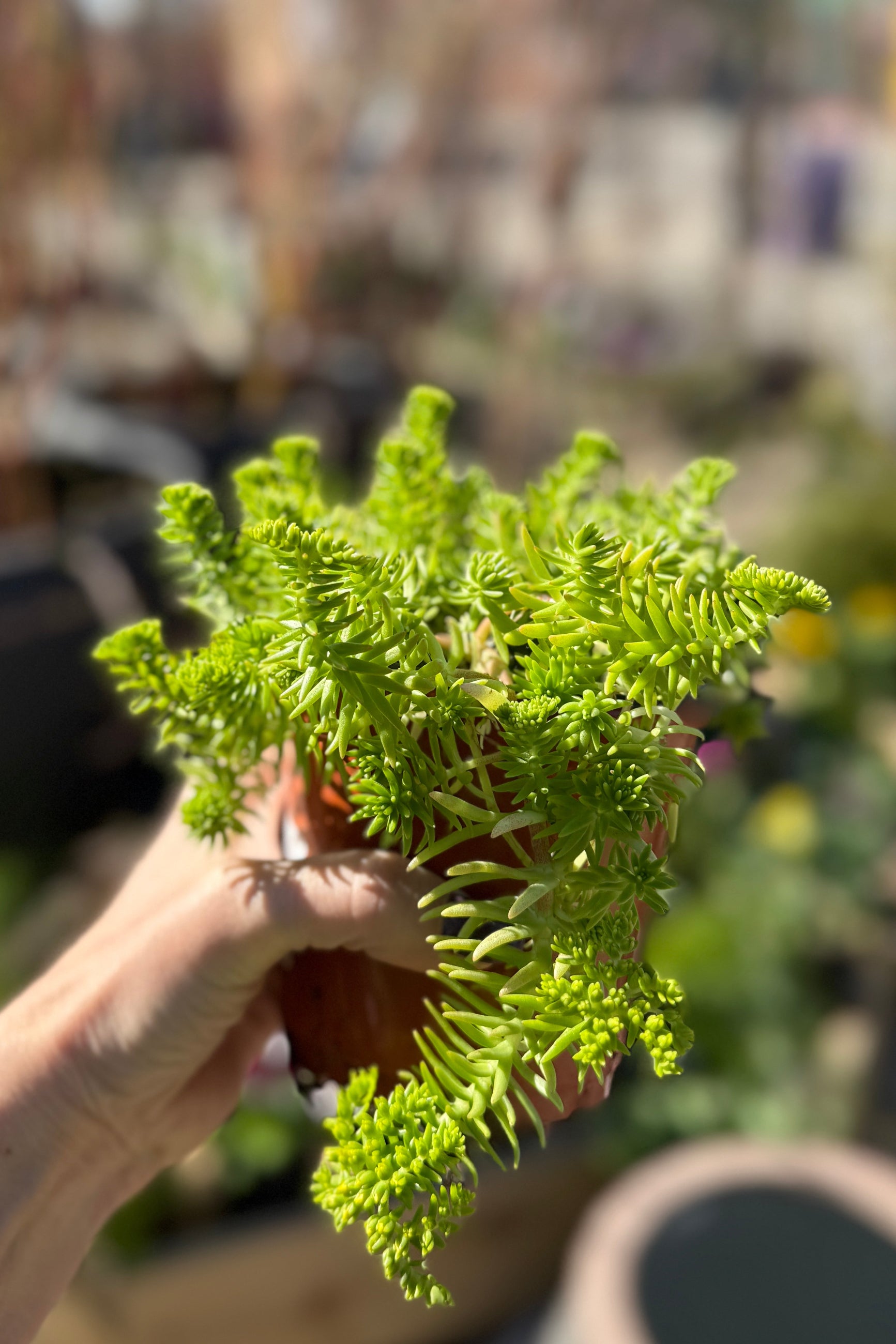 Hand holding a small Sedum 'Lemon Ball' plant with a blurred background ©Sprout Home
