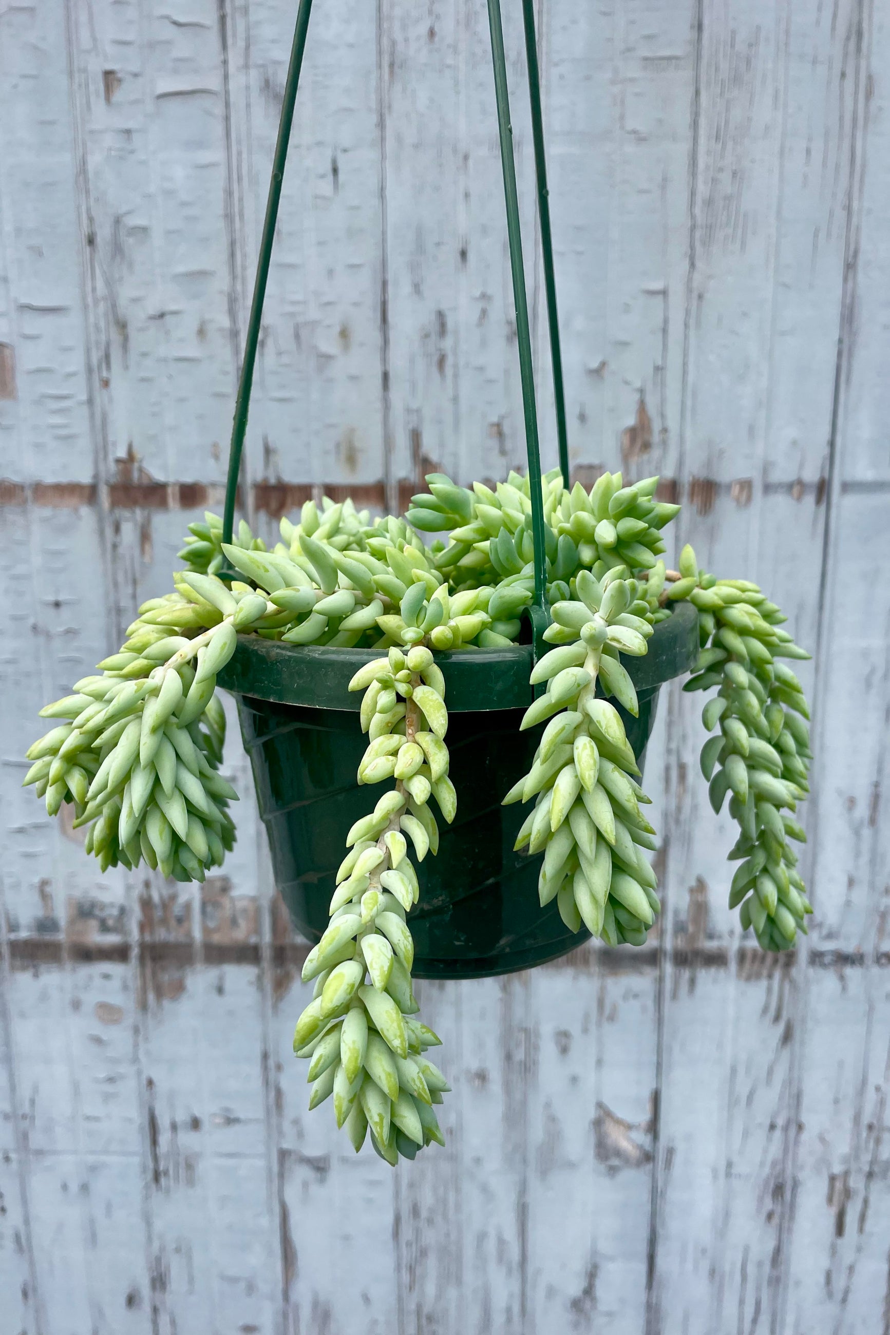 a hanging planter with a trailing succulent in front of a wooden wall ©Sprout Home