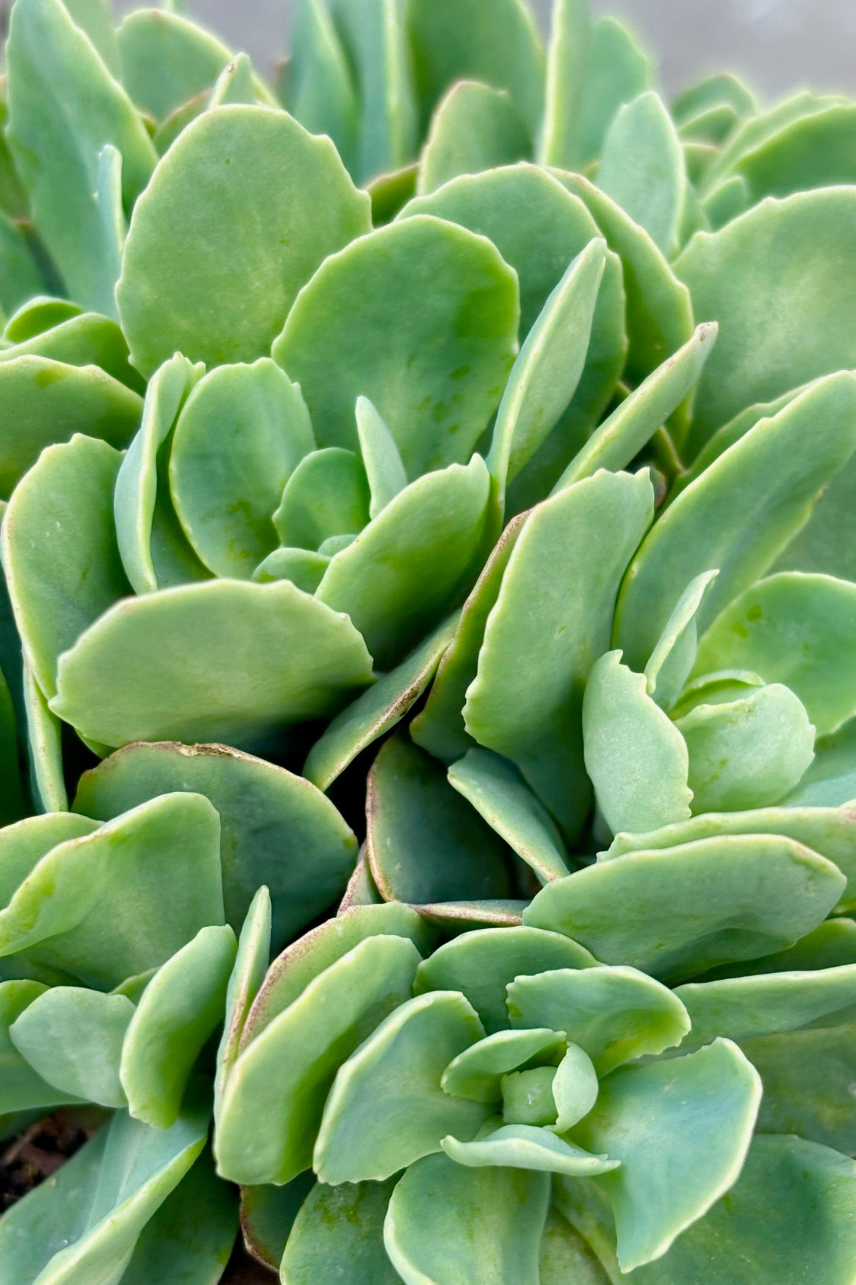 Close up of Sedum spectacle 'Neon' with gray-green foliage and neon pink, flat topped flower clusters ©Sprout Home