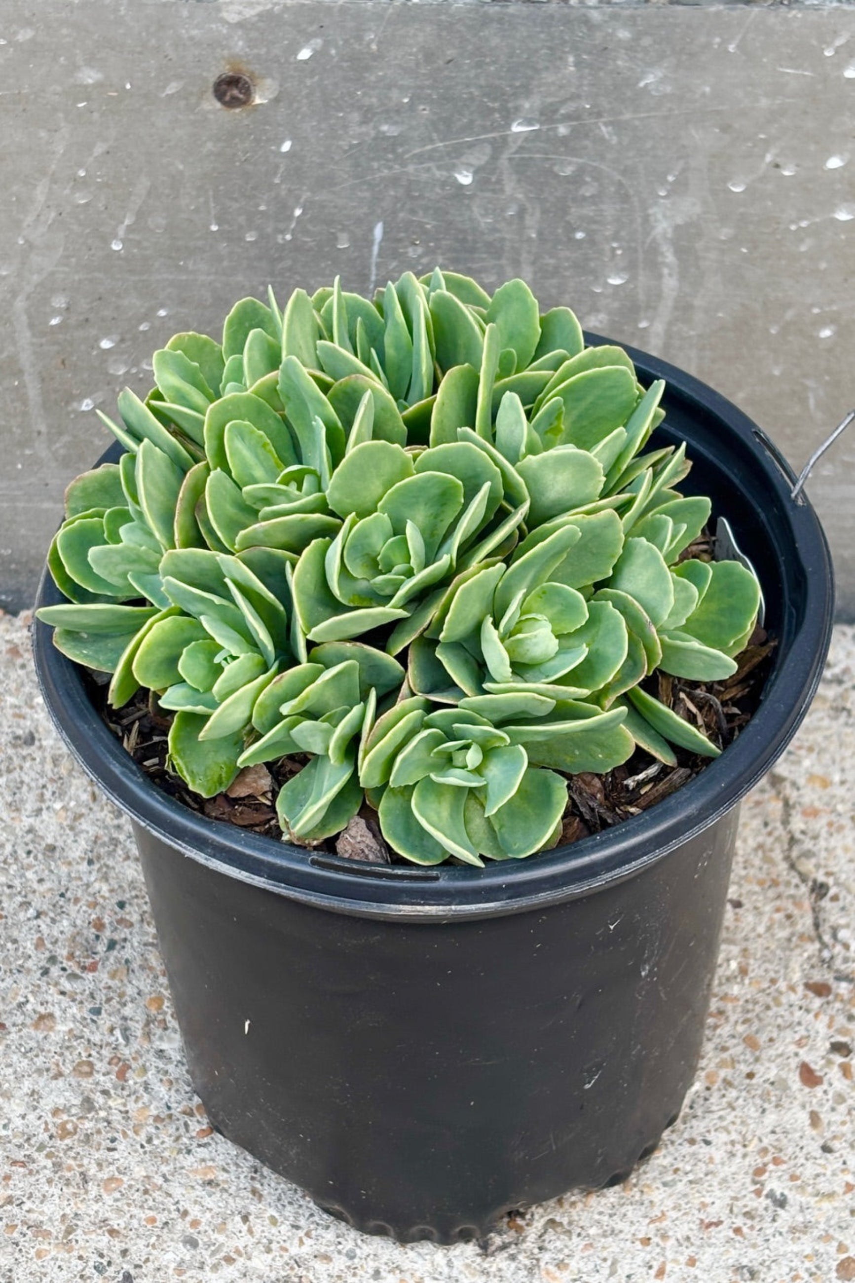 Top view Sedum spectacle 'Neon' with gray-green foliage and neon pink, flat topped flower clusters ©Sprout Home