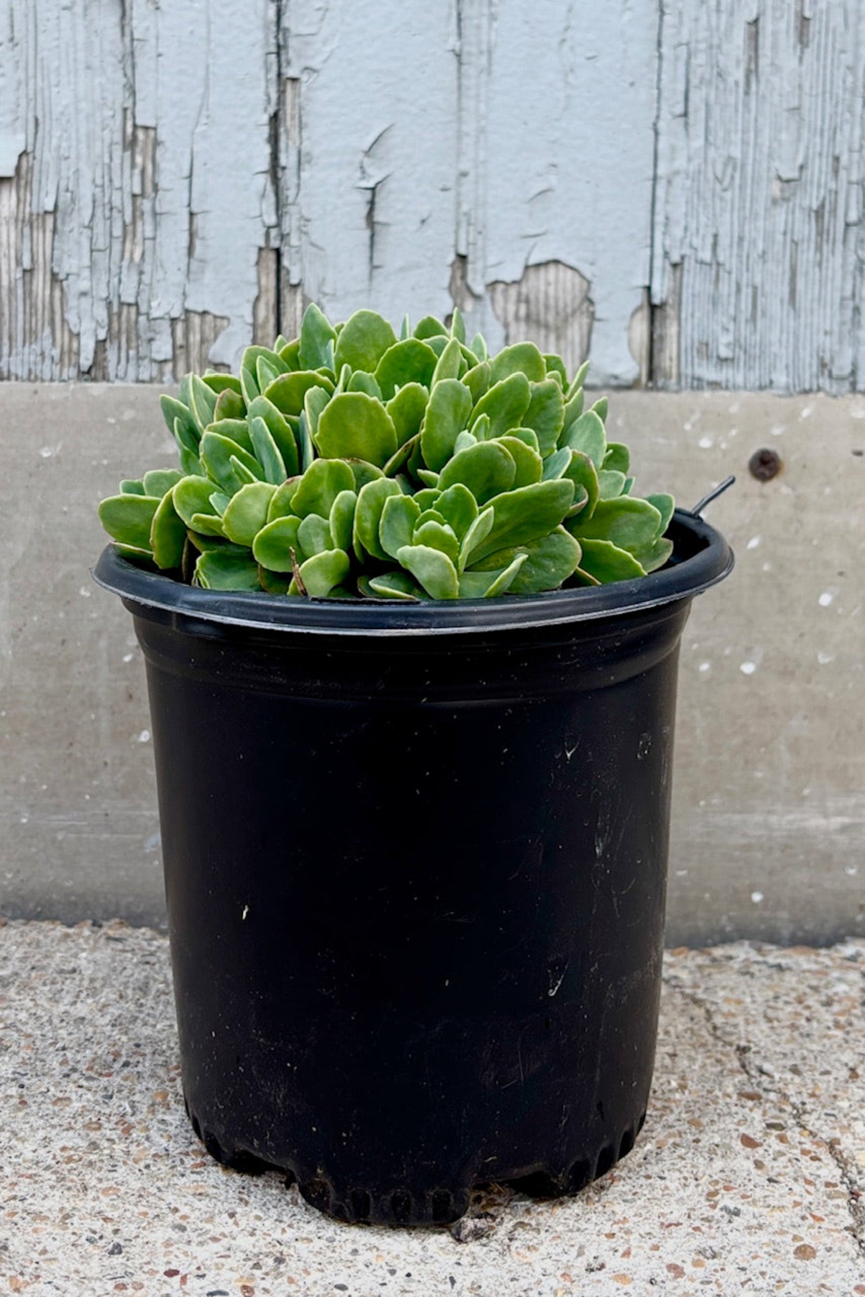 Side view of Sedum spectacle 'Neon' with gray-green foliage and neon pink, flat topped flower clusters ©Sprout Home