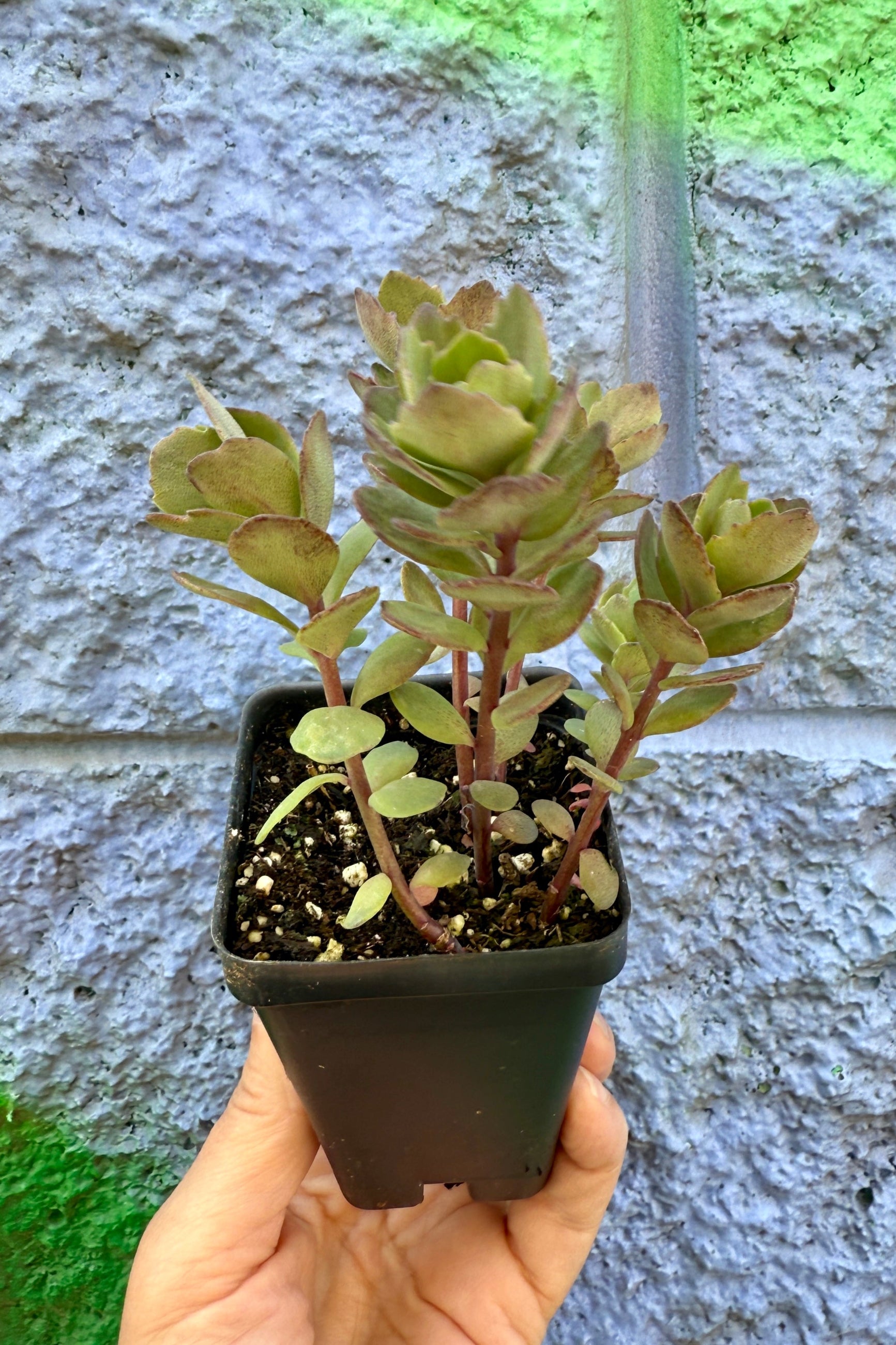 Sedum 'Rosy Glow' in a 3" growers pot the beginning of May ©Sprout Home