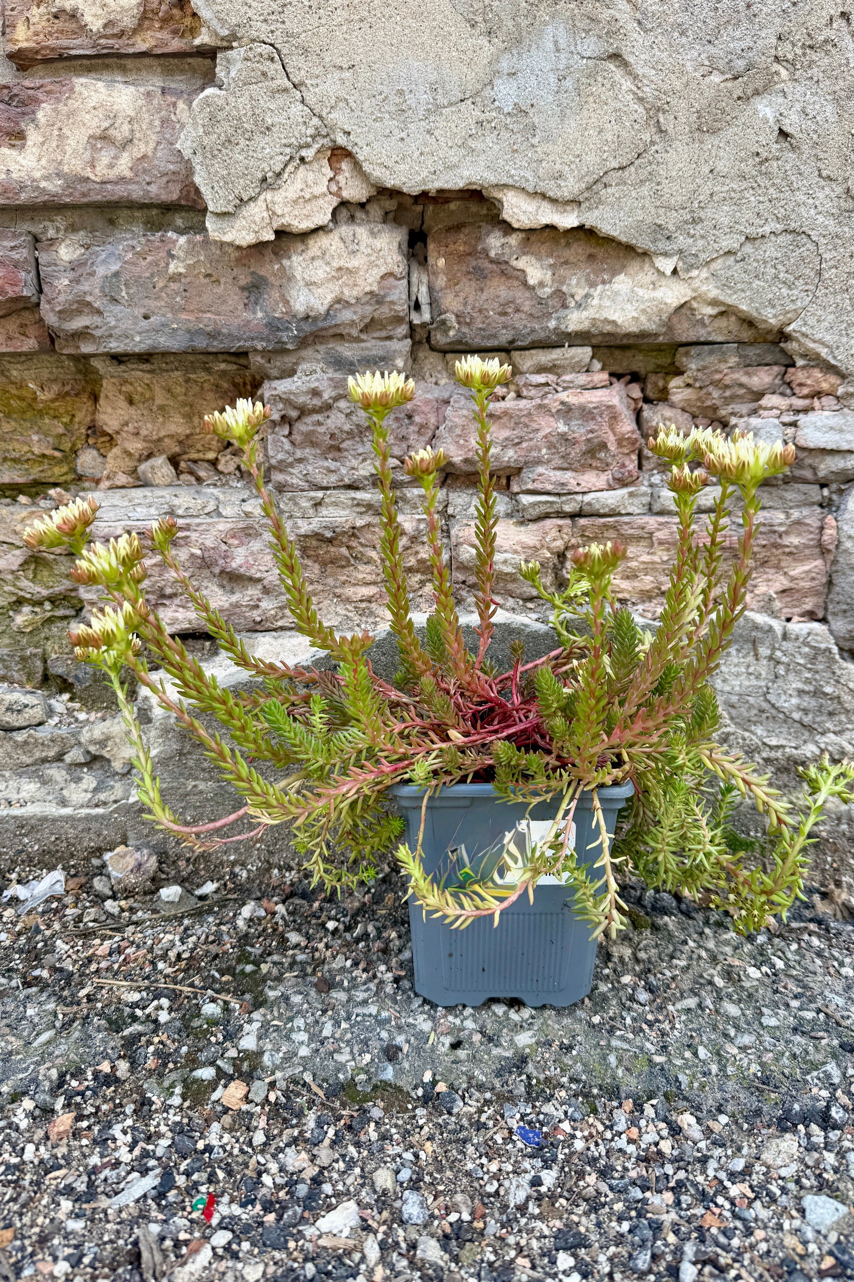 Sedum 'Red Wiggle' in a 1qt growers pot blooming in the middle of June in front of a stone wall ©Sprout Home