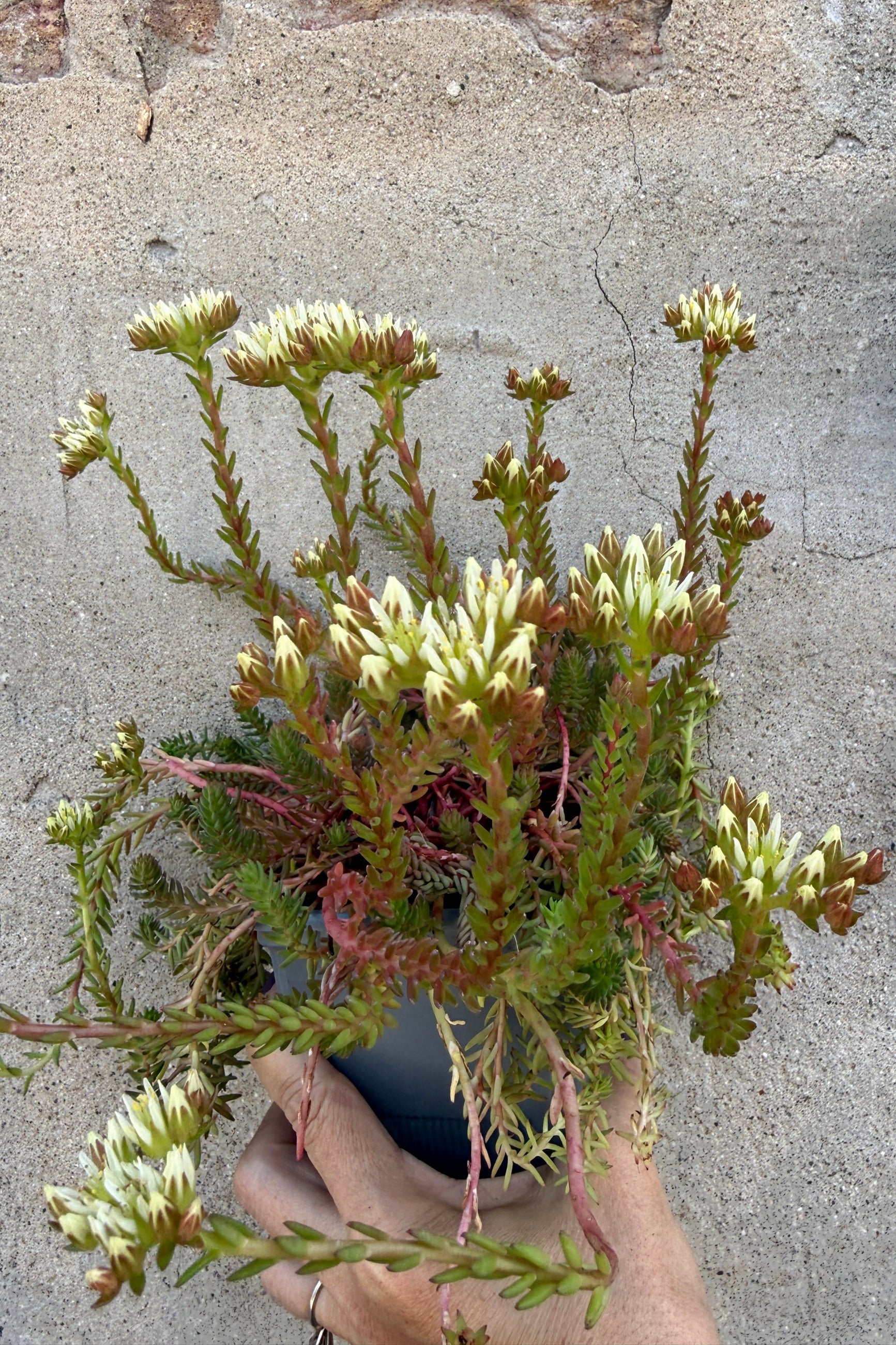 Hand holding a Sedum 'Red Wiggle' plant in a 1qt growers pot in bloom the middle of June with a textured concrete background ©Sprout Home