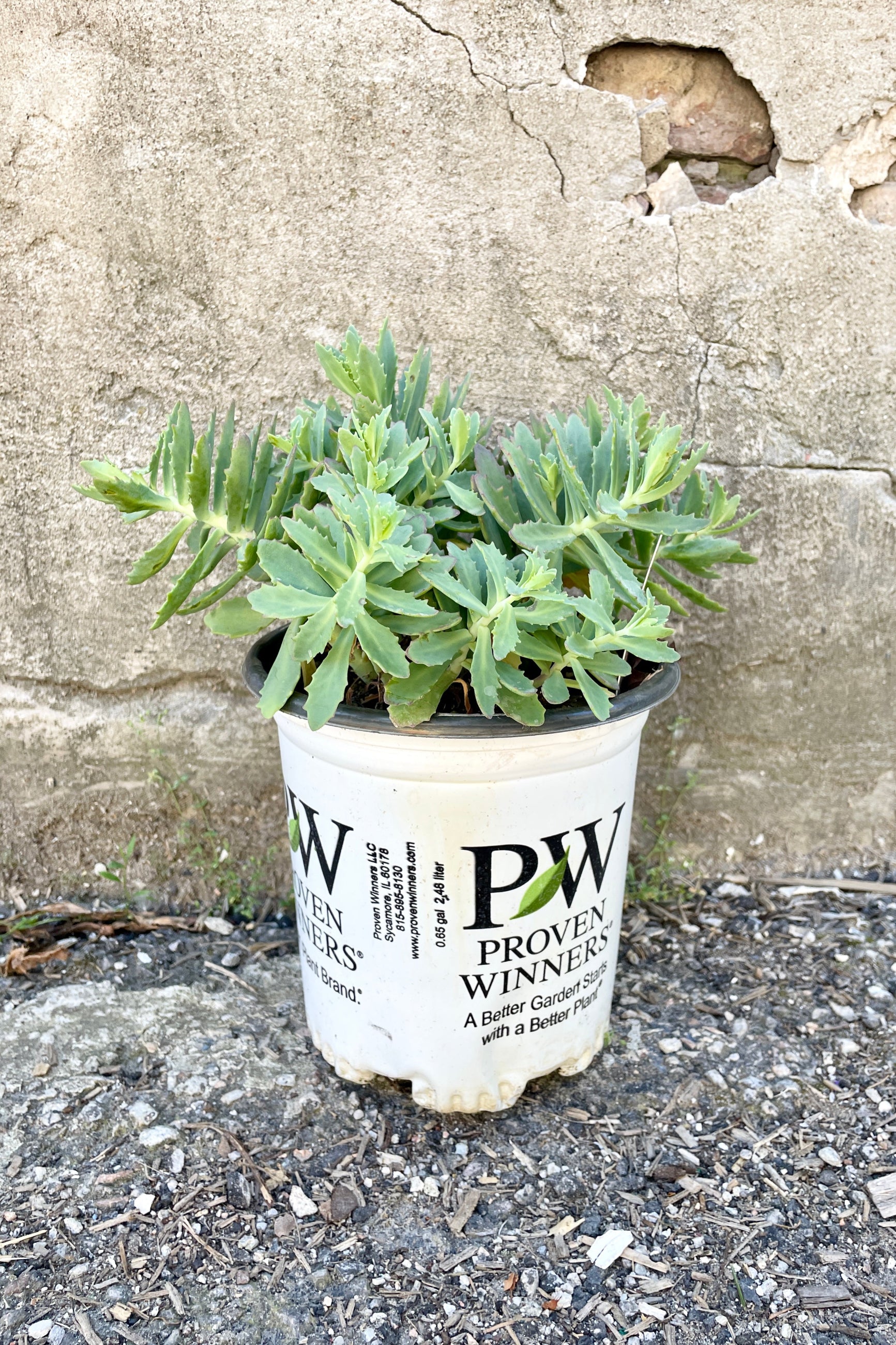 Sedum 'Rock 'n Round Pure Joy' in a #1 growers pot the end of May with its thick leaves popping out of the pot. ©Sprout Home