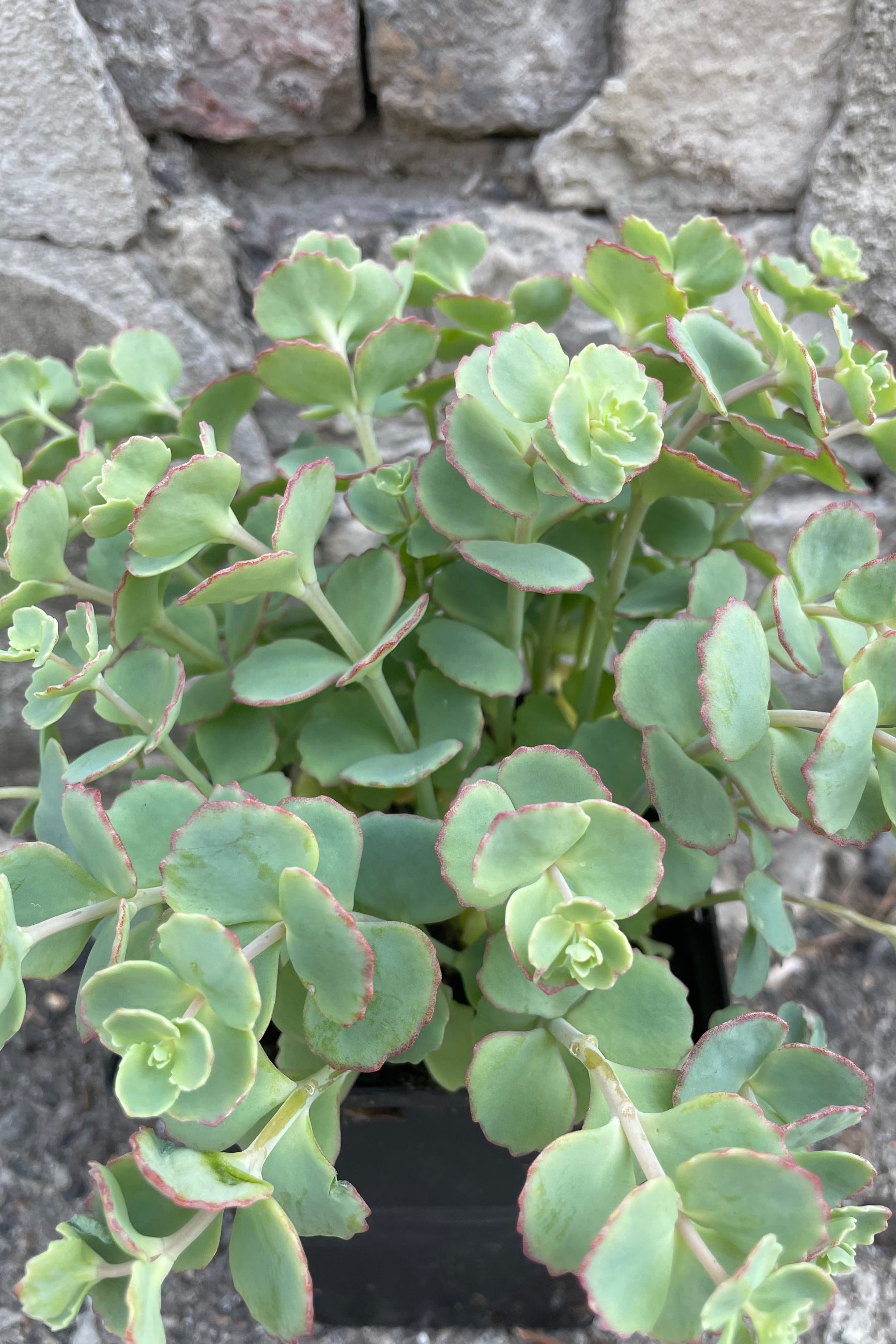 Up close pictures of the thick blue green rounded leaves with magenta edged Sedum sieboldii mid May ©Sprout Home