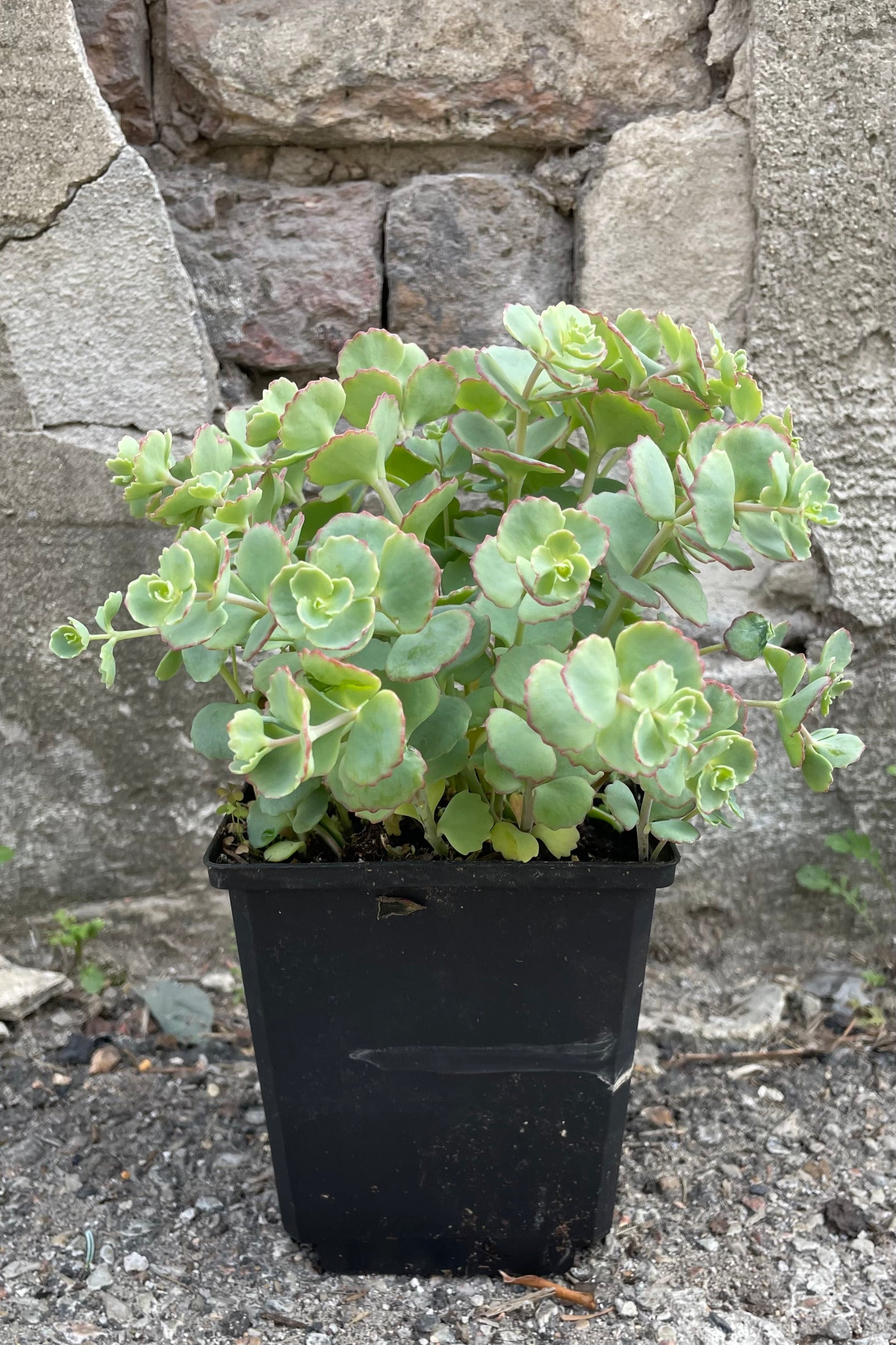 Sedum sieboldii mid May in a 1wt container with its thick blue green with pink edged leaves popping from the container. ©Sprout Home