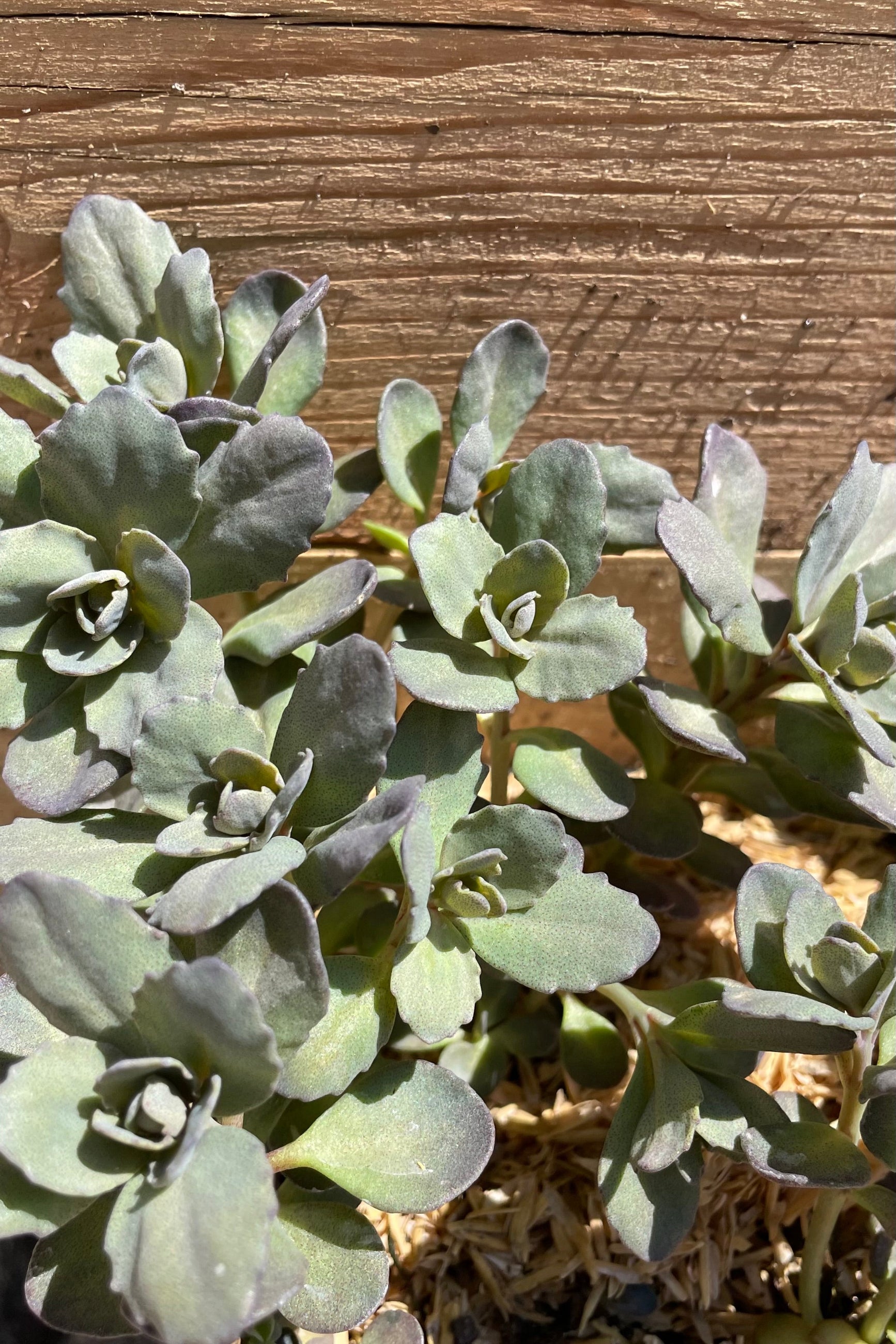 Up close picture of the thick blue gray leaves of Sedum 'Dazzleberry' the end of April / beginning of May ©Sprout Home