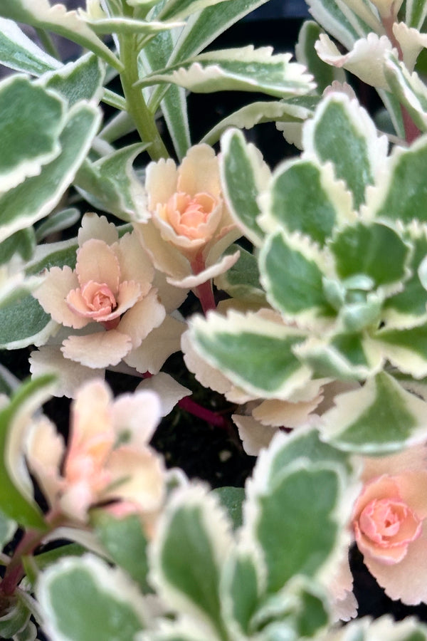 Image of the Sedum 'Atlantis'  thick rosettes of leaves of green with cream edging and pink the beginning of May