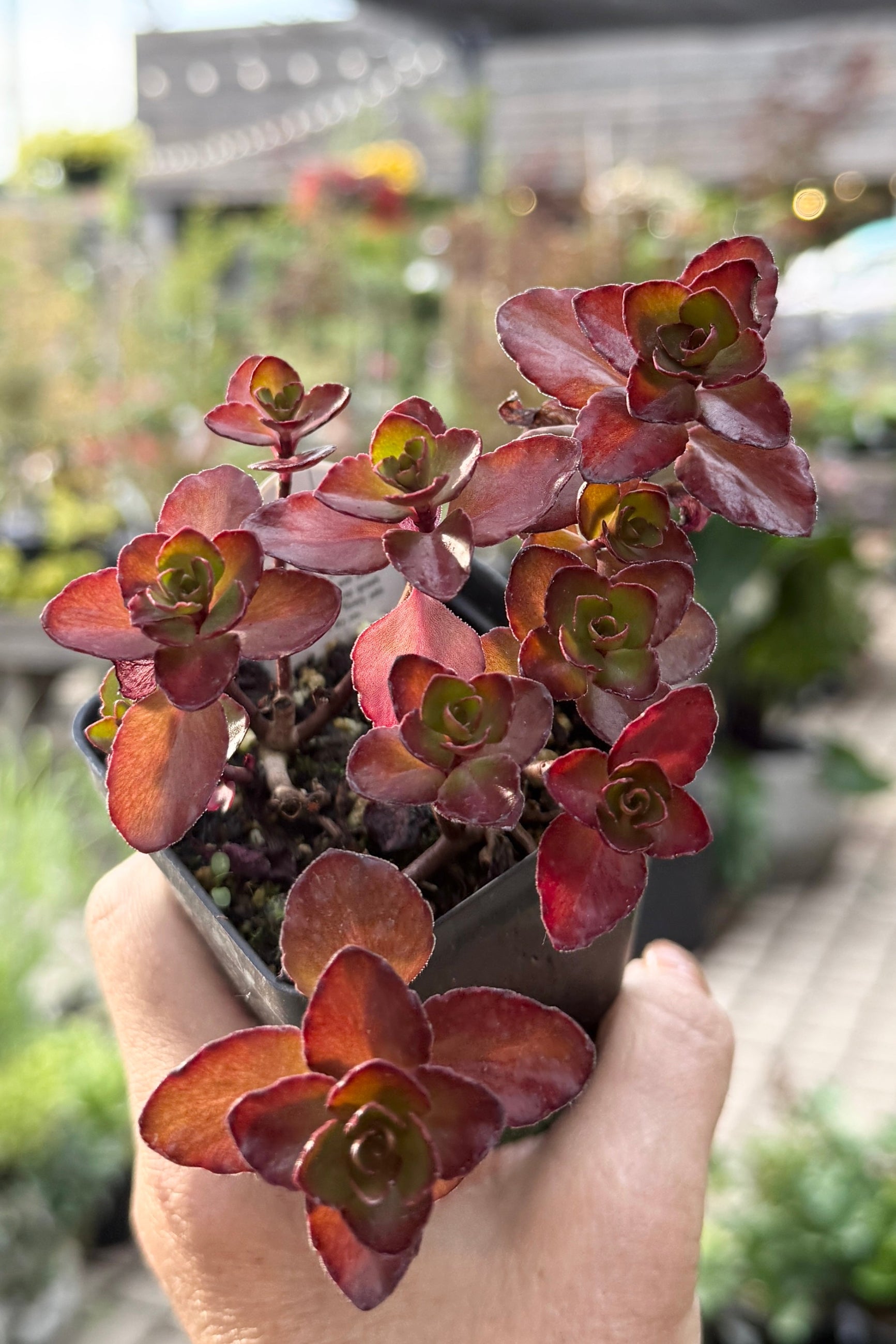 Hand holding a Sedum 'Voodoo' 2.5" plant with red and green leaves in an outdoor setting the end of May ©Sprout Home