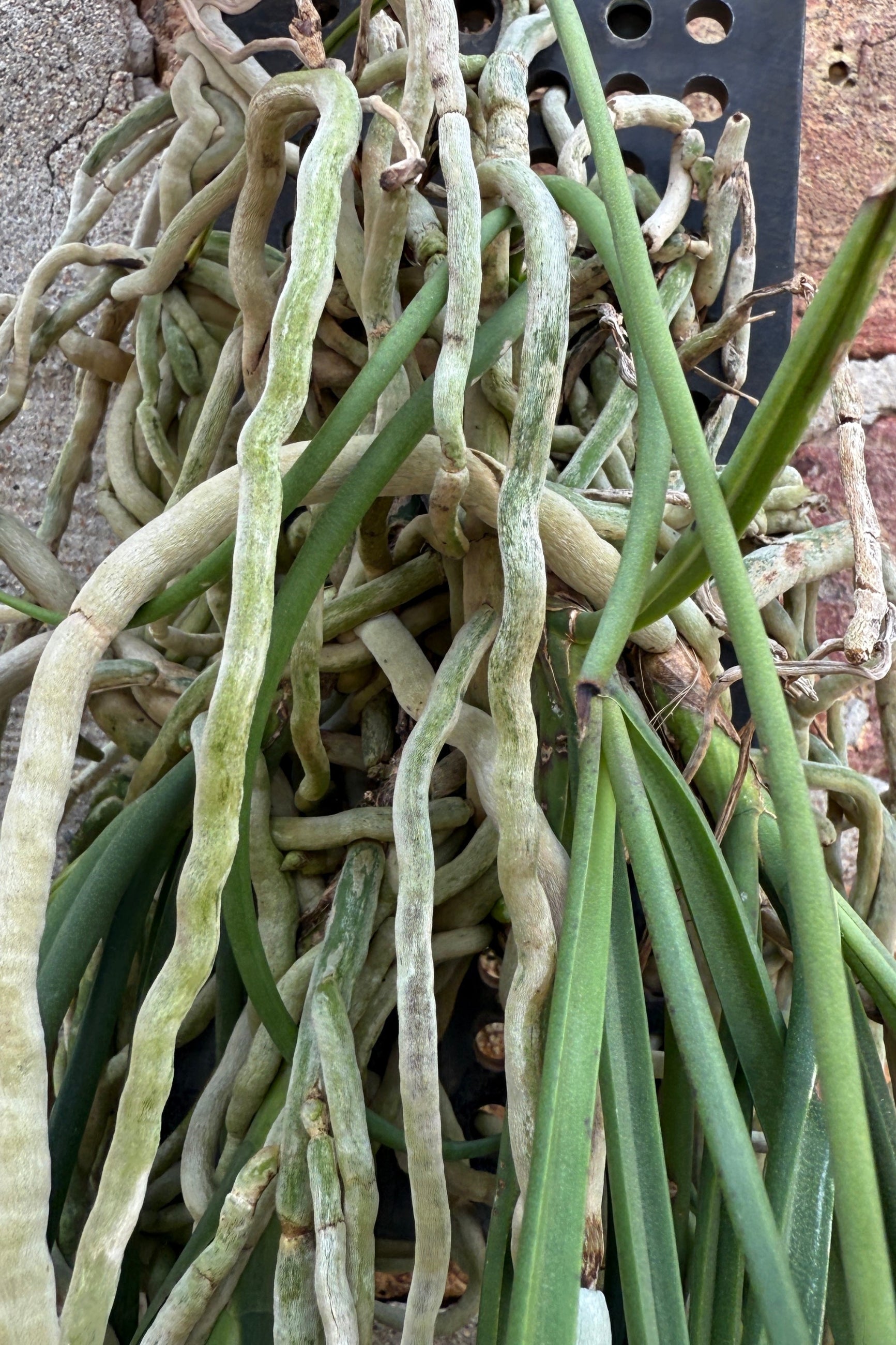 Seidenfadenia mitrata, mounted, detail up close of the roots and blades ©Sprout Home
